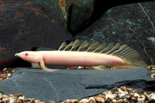 Poly Senegalus Albino longfinn especial 14-18cm