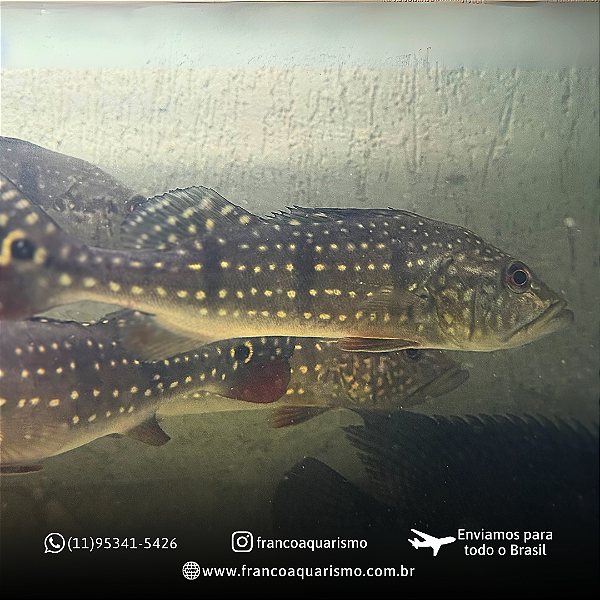 Tucunaré Açu (Cichla temensis) 20-24cm