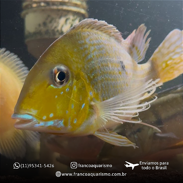 Geophagus Xingu 8-12cm