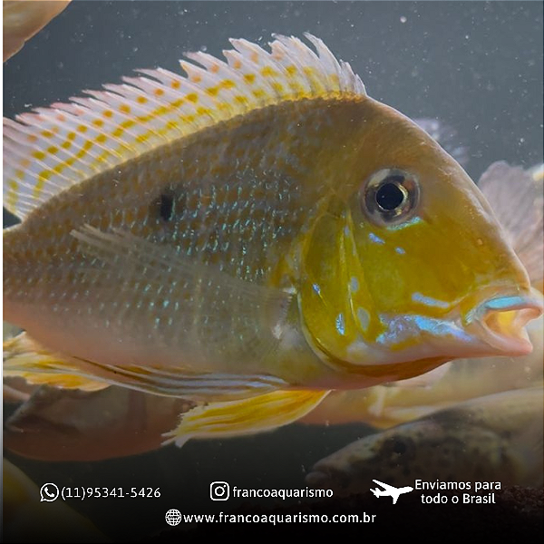Geophagus Xingu 12-16cm