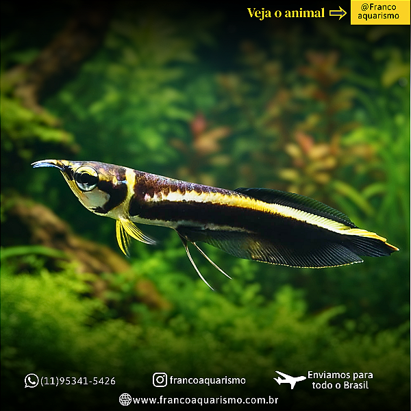 Aruanã negra 3-5cm
