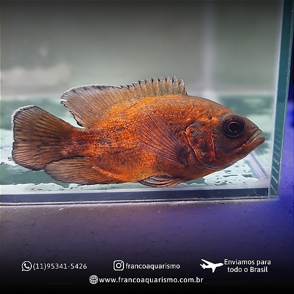 Oscar Bronze AAA 5-9cm