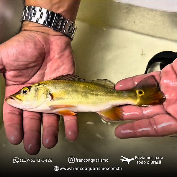 Tucunaré Monoculos 12-15cm