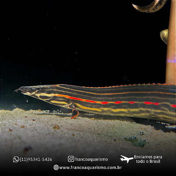 Moreia Fire Eel 20-25cm