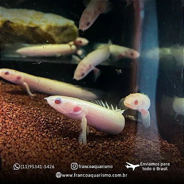Polypterus Senegalus Albino 5-6cm