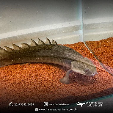 Polypterus Senegalus 5-6cm