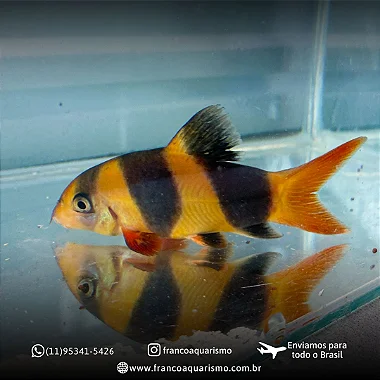 Botia Palhaço 5-9cm