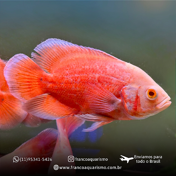 Oscar Super Red 5-9cm