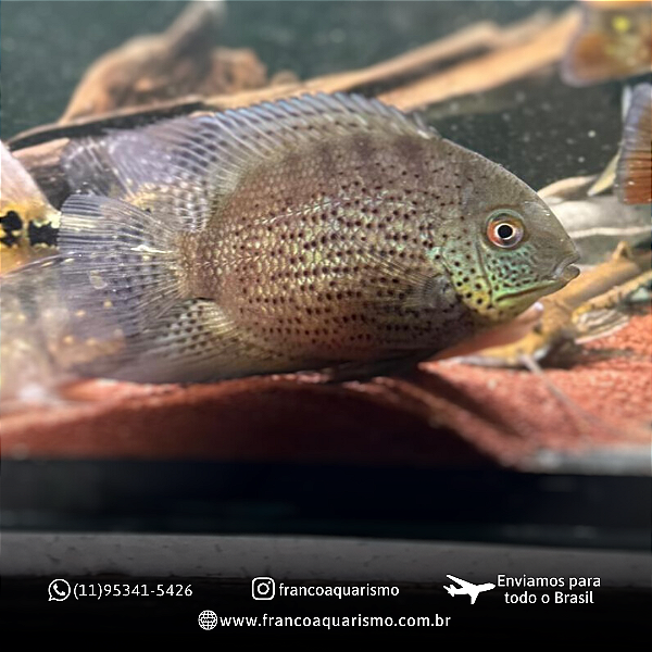 Severum Amazônico 20-25cm