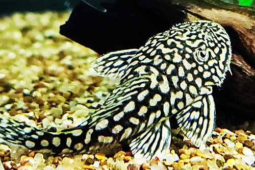 Pseudancistrus Genisetiger 5-8cm