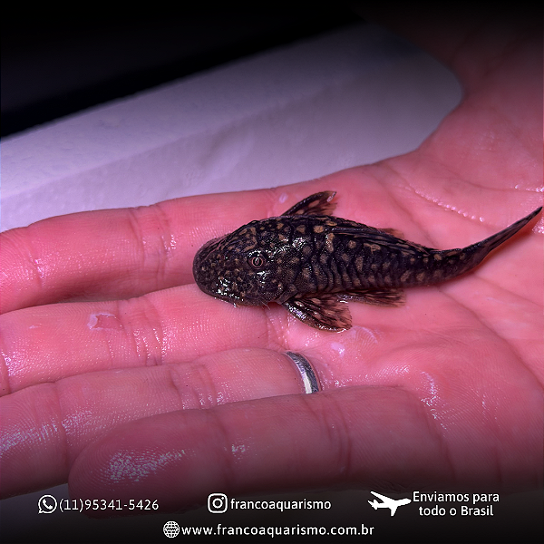 Pseudancistrus Genisetiger 5-8cm