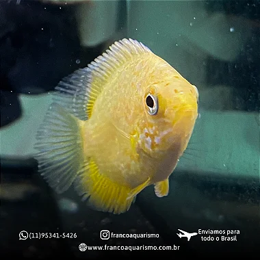 Severum Gold 13-17cm