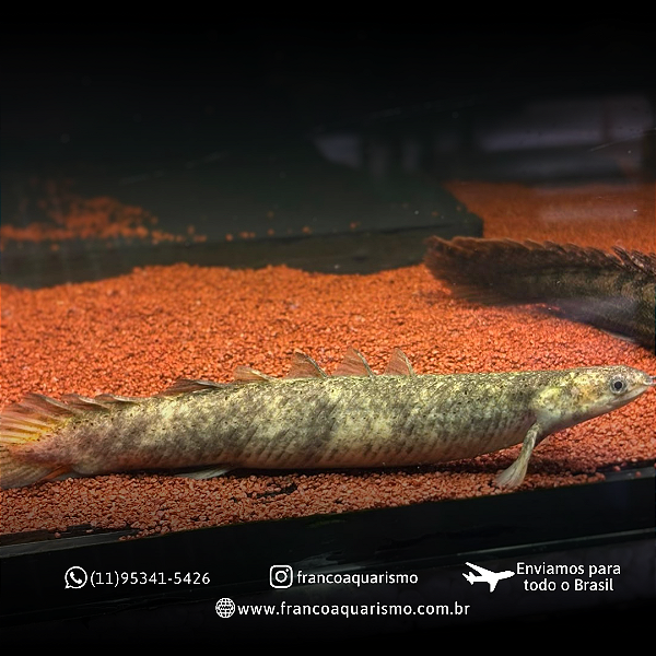 Polypterus Senegalus Marble 17-22cm