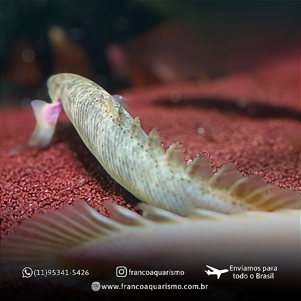 Polypterus Senegalus Marble 14-18cm