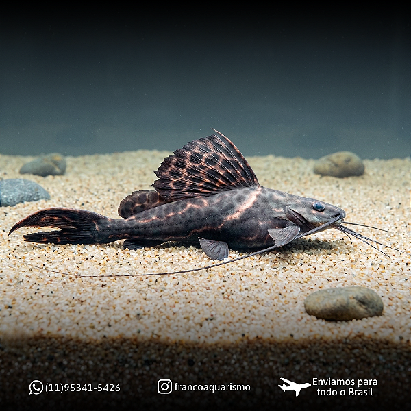 Bagre Leiarius Pictus 35-40cm