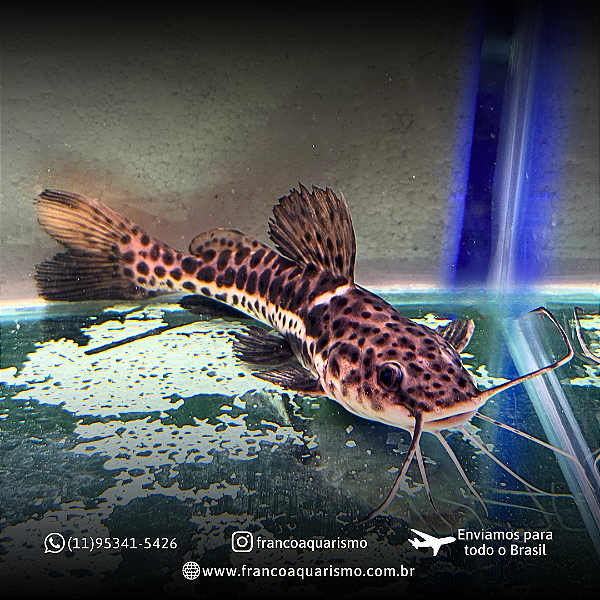 Piraonça (Sem uma nadadeiras) 20-25cm