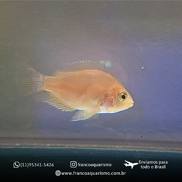 Papagaio White 1,5-3cm