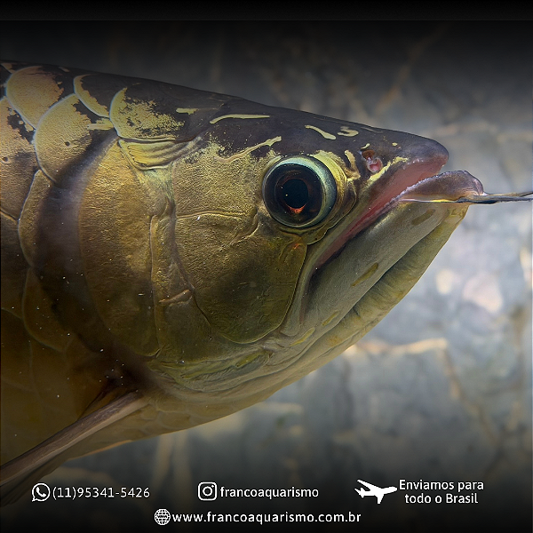 Aruanã Crossback Golden Blue Base 50-55cm
