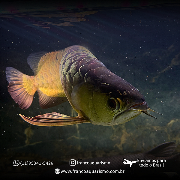 Aruanã CrossBack Golden Blue Base 45-50cm
