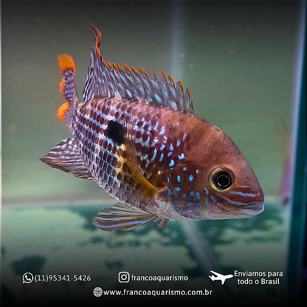 COMBO - 5 Green Terror 5-9cm