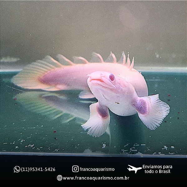 COMBO - Poly Senegalus + Poly Senegalus Albino 16-20cm