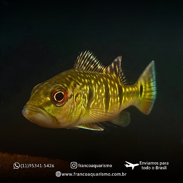 Tucunaré Açu (Cichla temensis) 5-8cm