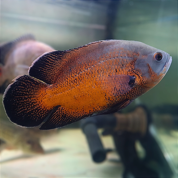 Oscar Bronze A 20-25cm