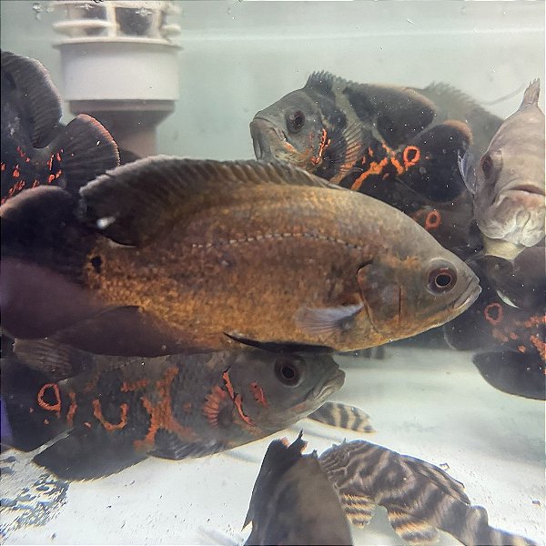 Oscar Bronze AA 8-12cm