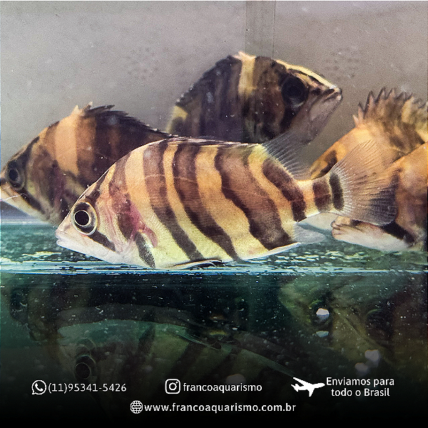 Datnioides Microlepis 2-4cm