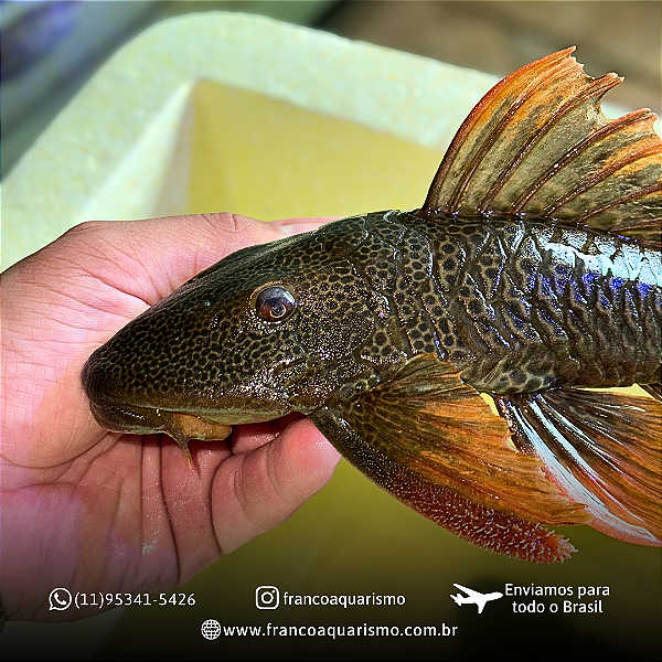 Cascudo Asperatus (Hypostomus asperatus) 15-20cm