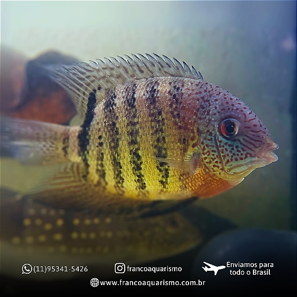 Severum Red Tiger 16-20cm
