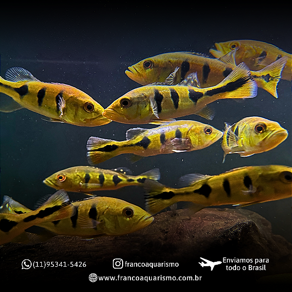 Tucunaré Brokopondo 8-12cm