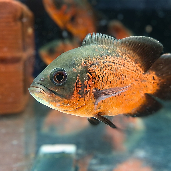 Oscar Bronze A 10-14cm