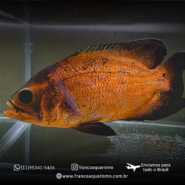 Oscar Bronze AA 15-20cm