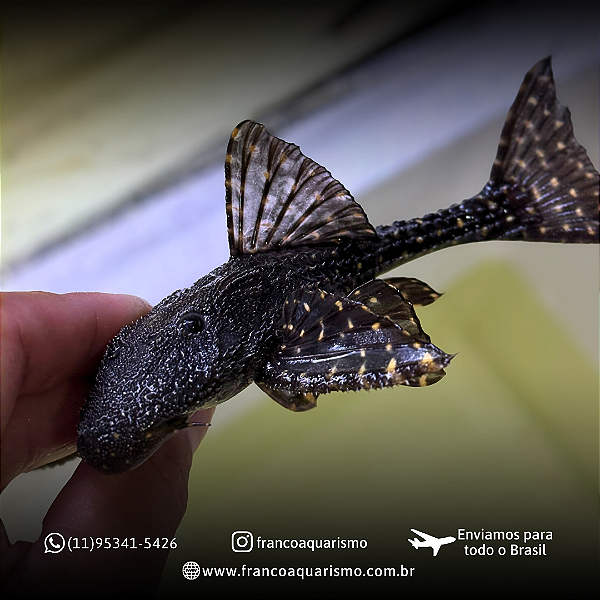 Acanthicus Adonis Pleco (L155) 12-16cm