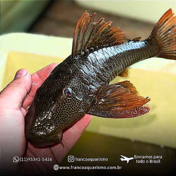 Cascudo Asperatus (Hypostomus asperatus) 20-25cm