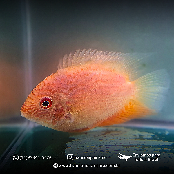 Severum Red Spotted A 8-12cm
