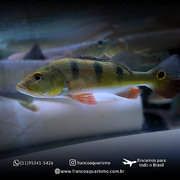 Tucunaré Monoculos A 17-22cm