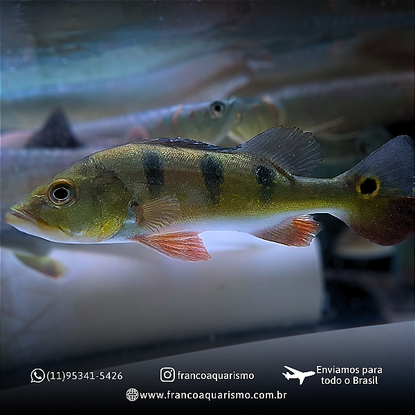 Tucunaré Monoculos 16-20cm