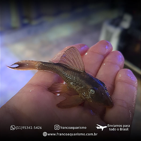 Cascudo Violeta L137 (Hypostomus soniae) 6-9cm