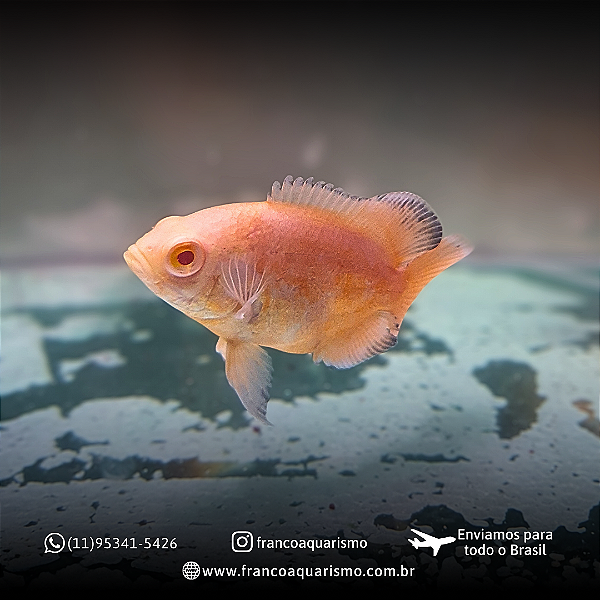 Oscar Red Ruby Albino A 5-9cm