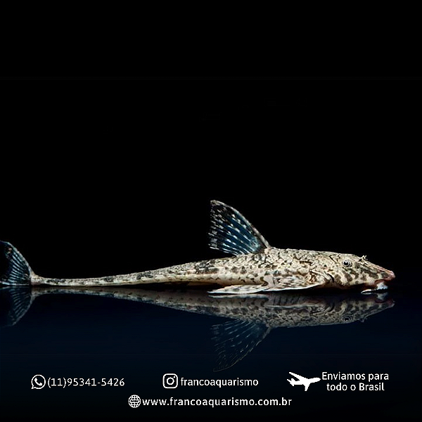 Cascudo Loricária 9-14cm