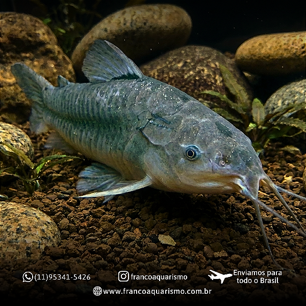 Camboata (Camboja) 13-18cm