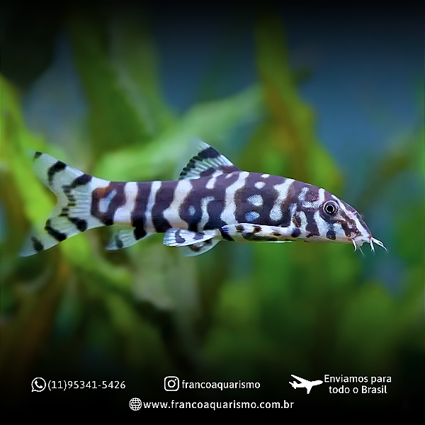 Botia Lohachata 4-7cm