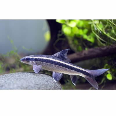 Flyng Fox True 4-7cm