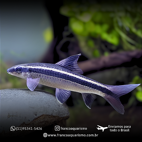 Flyng Fox True 7-10cm