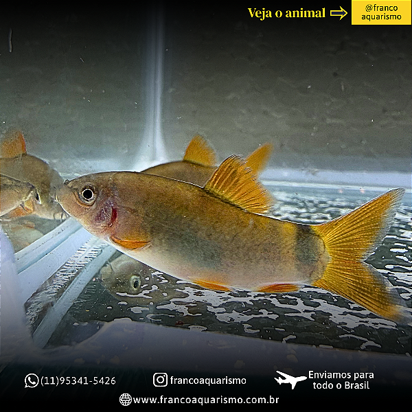 Botia Modesta 4-7cm