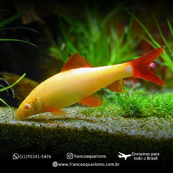 Labeo Frenatus Albino 4-8cm
