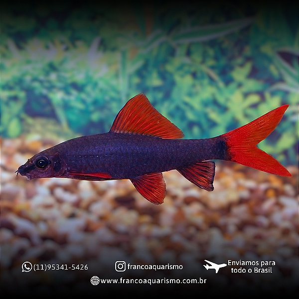 Labeo Frenatus 4-8cm