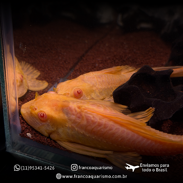 Cascudo Albino 8-12cm